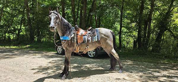 trail-horse-tennessee-walking