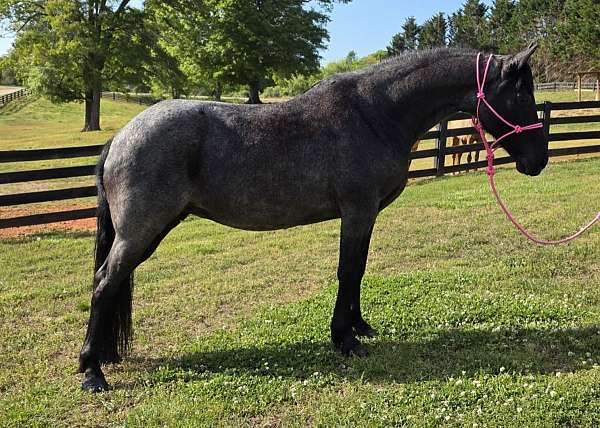 traishow-horse