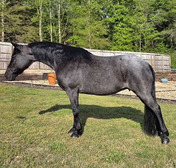 traishow-horse-tennessee-walking