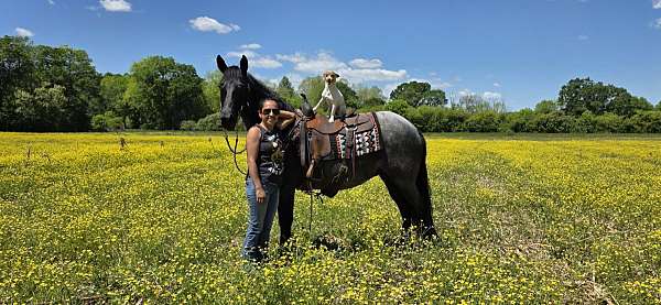 traishow-horse-mare