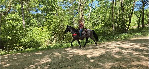 blue-roan-sh-horse