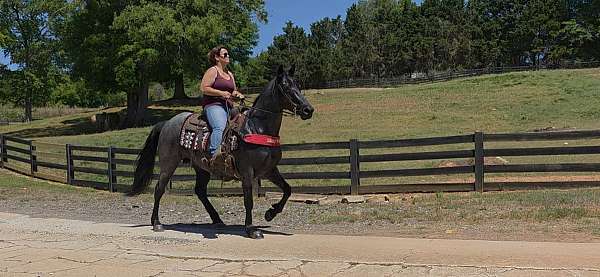 see-pictures-horse