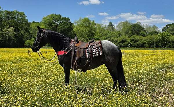blue-roan-see-pictures-horse