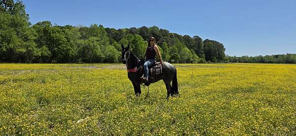 blue-roan-tennessee-walking-horse