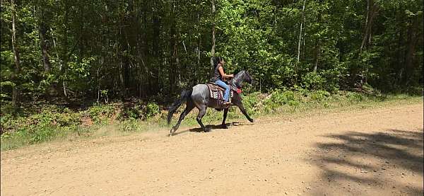 tennessee-walker-walking-horse