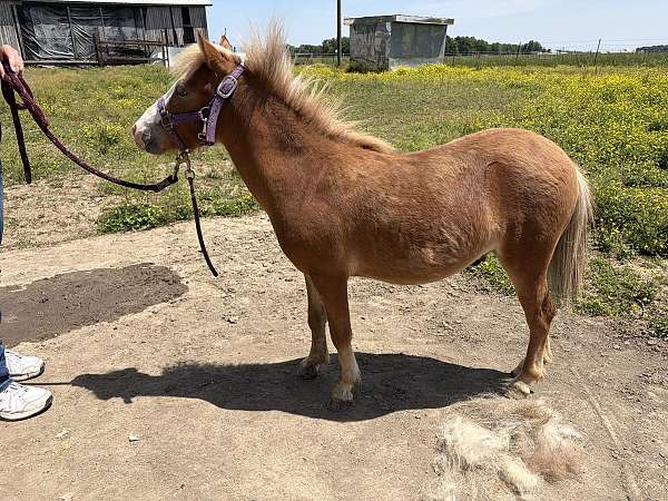sorrel-white-miniature-mare