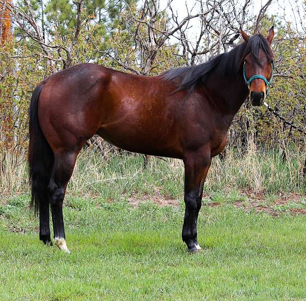 western-dressage-appendix-pony