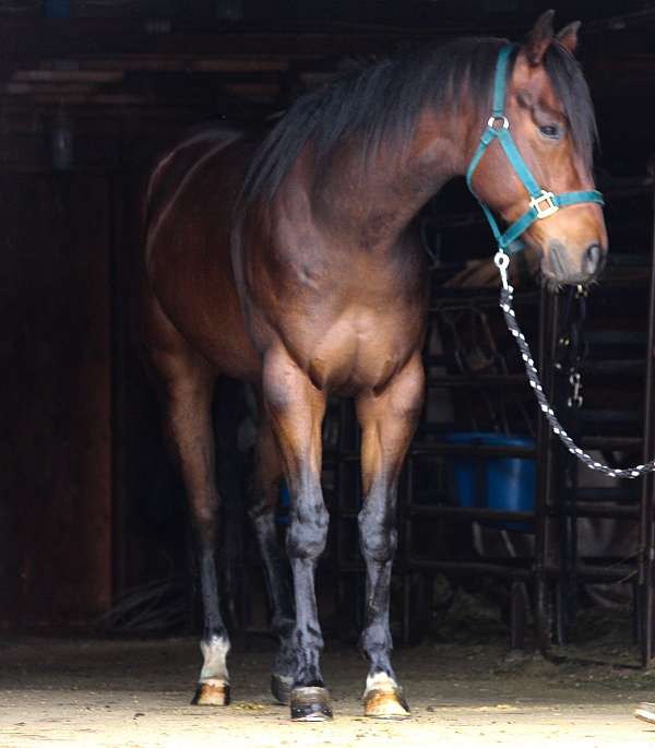 sock-pony