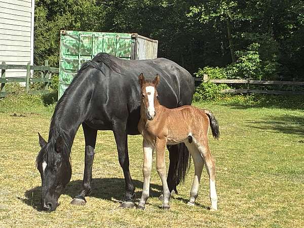 black-belgian-colt