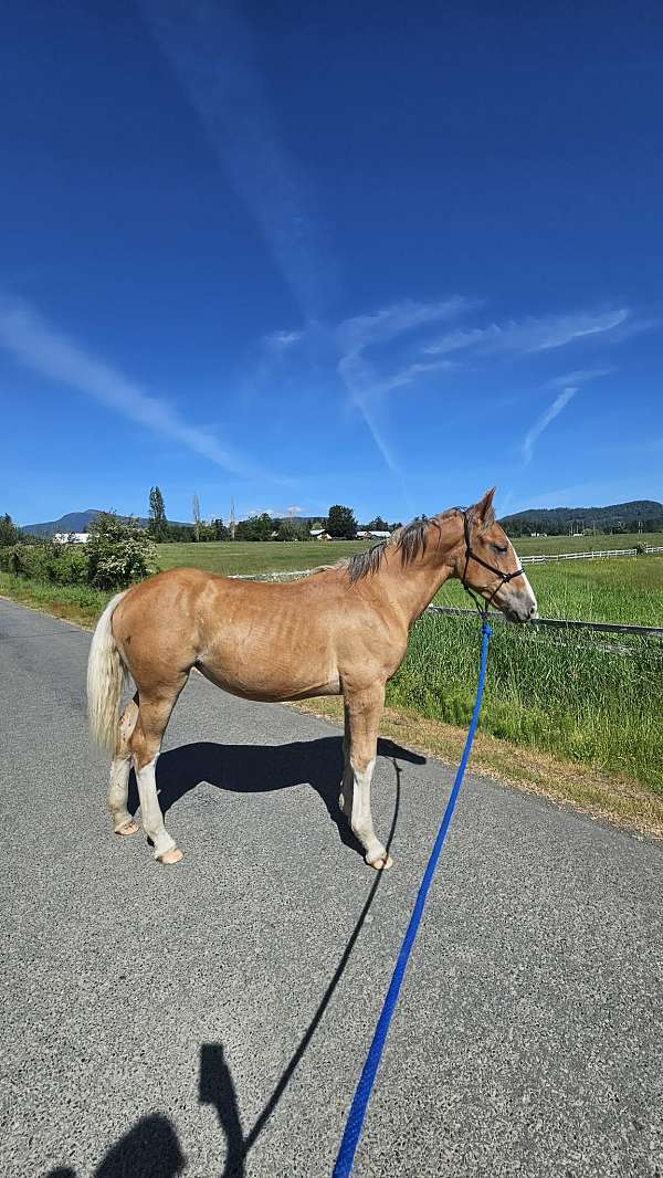 black-belgian-stallion