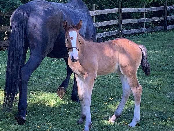 red-roan-belgian-colt
