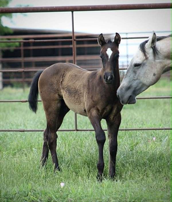 all-around-quarter-horse