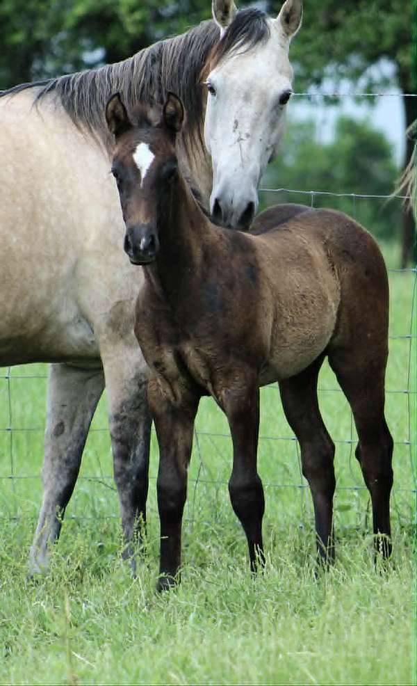 athletic-quarter-horse