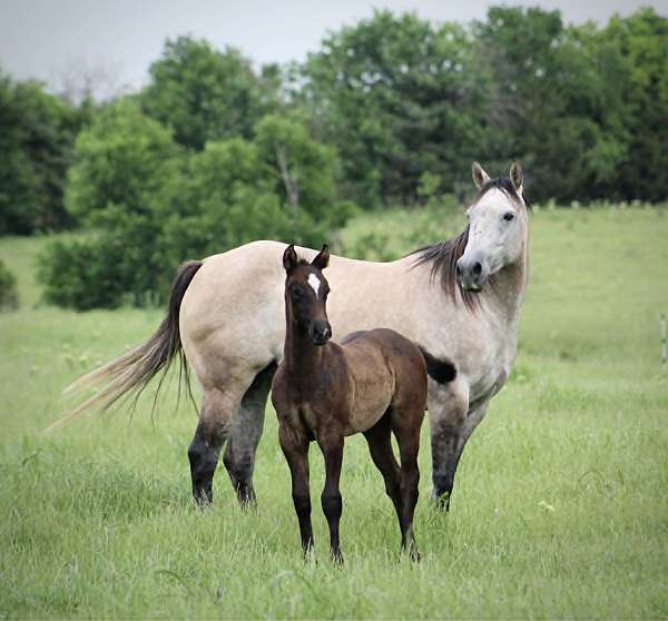 cowboy-mounted-shooting-quarter-horse