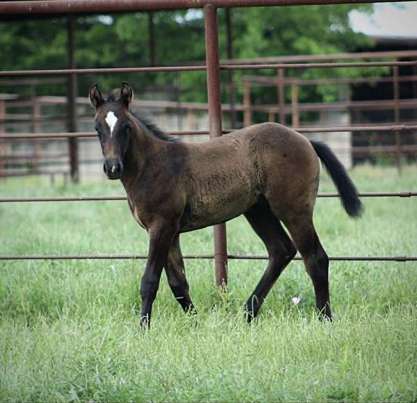drill-team-quarter-horse