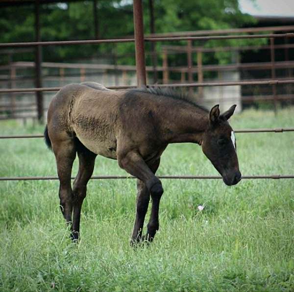 mounted-patrol-quarter-horse