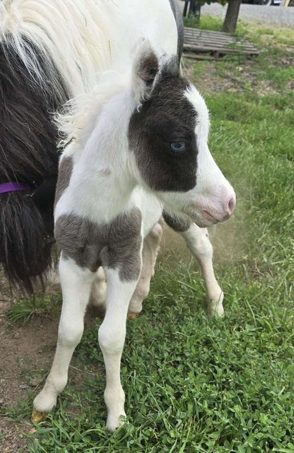 black-pinto-amha-amhr-colt-weanling