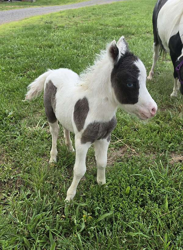 black-pinto-colt-weanling-for-sale