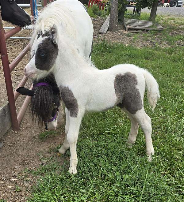 black-pinto-colt-weanling