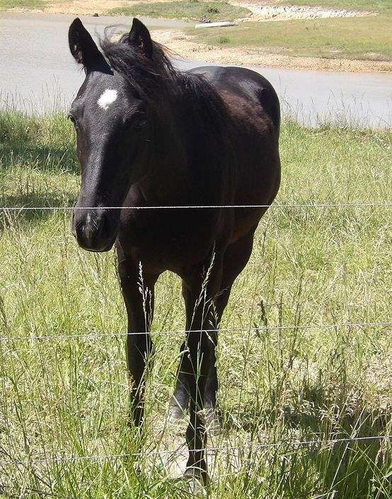 top-king-maverick-quarter-horse