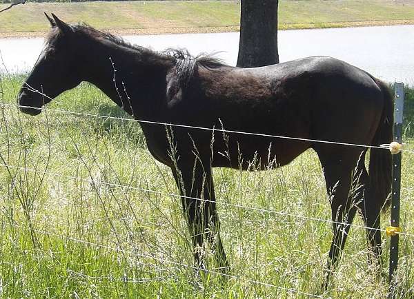 2025-quarter-horse