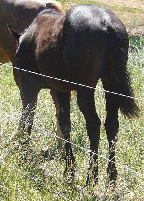 top-king-maverick-horse