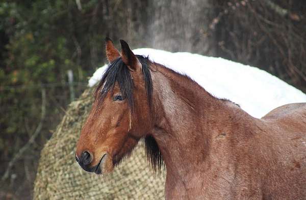 mustang-horse-for-sale
