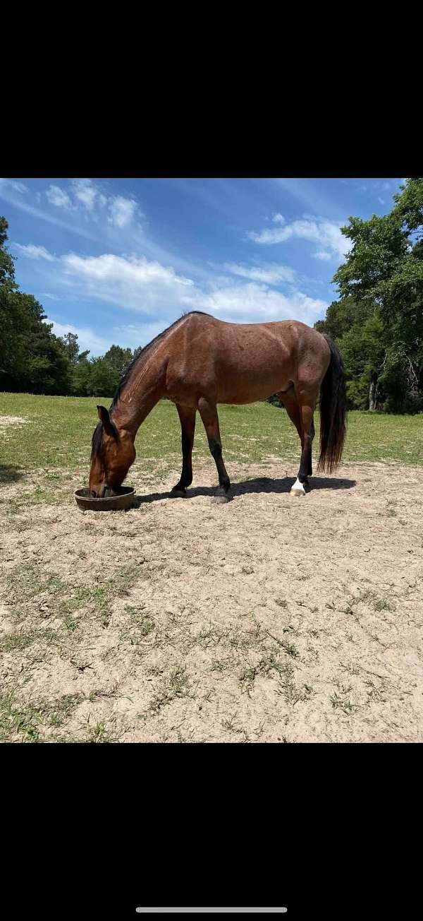 mustang-horse