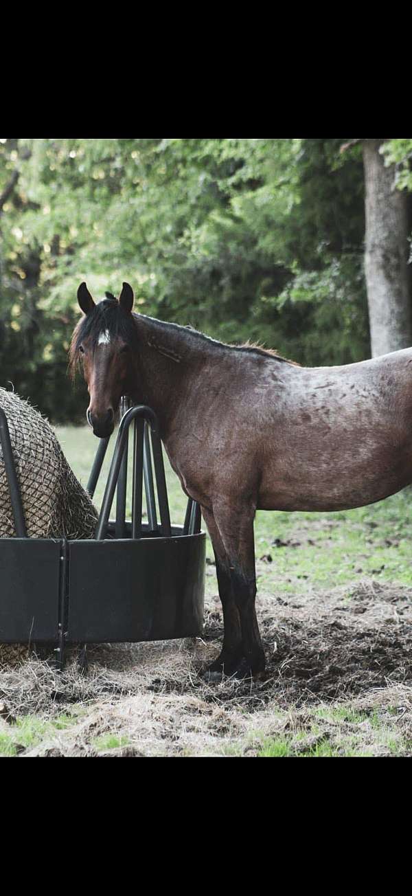 mustang-gelding