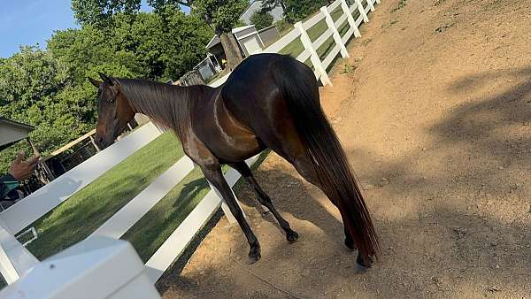 arabian-filly-black-half-horse