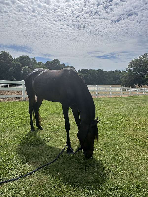 cheap-horse-half-arabian