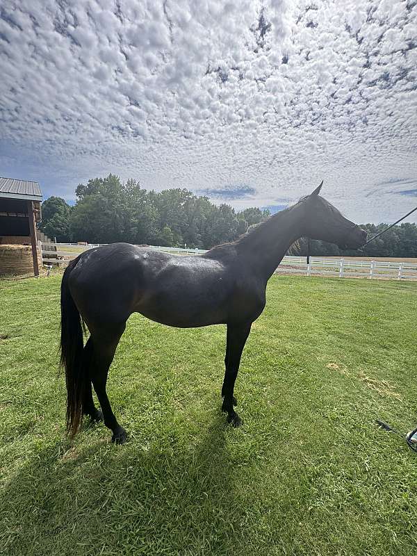 beautiful-horse-half-arabian