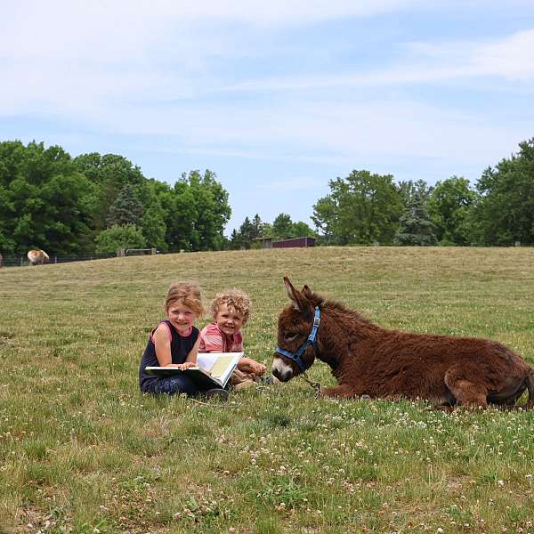 brown-flashy-donkey