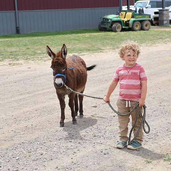 brown-therapy-donkey