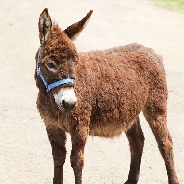 brown-trained-donkey