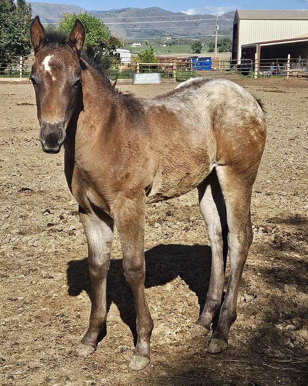 bay-blanketed-filly-appaloosa