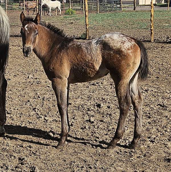bay-blanketed-filly-appaloosa-horse
