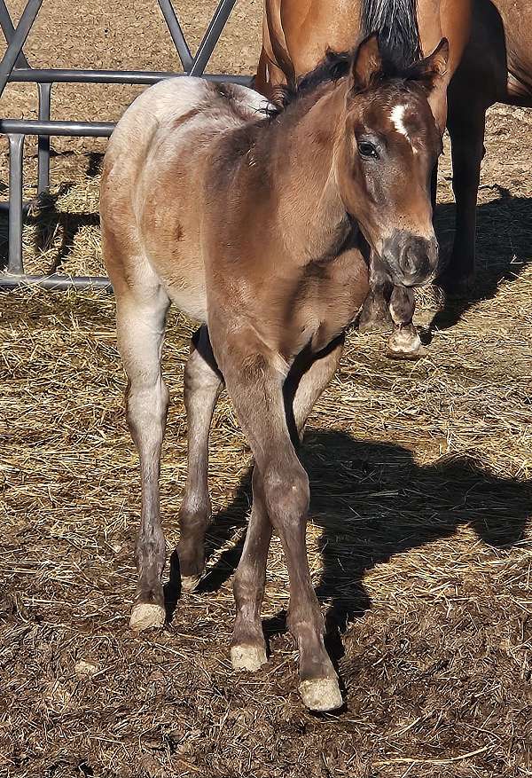 bay-blanket-horse