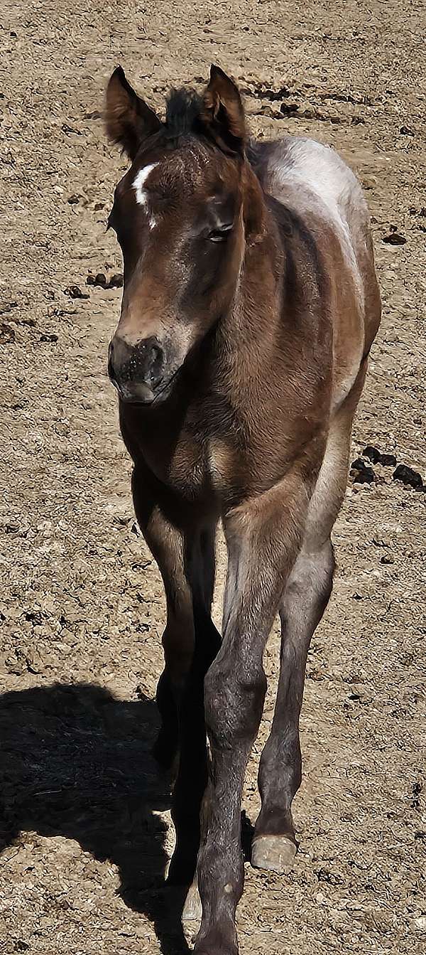 all-around-appaloosa-horse