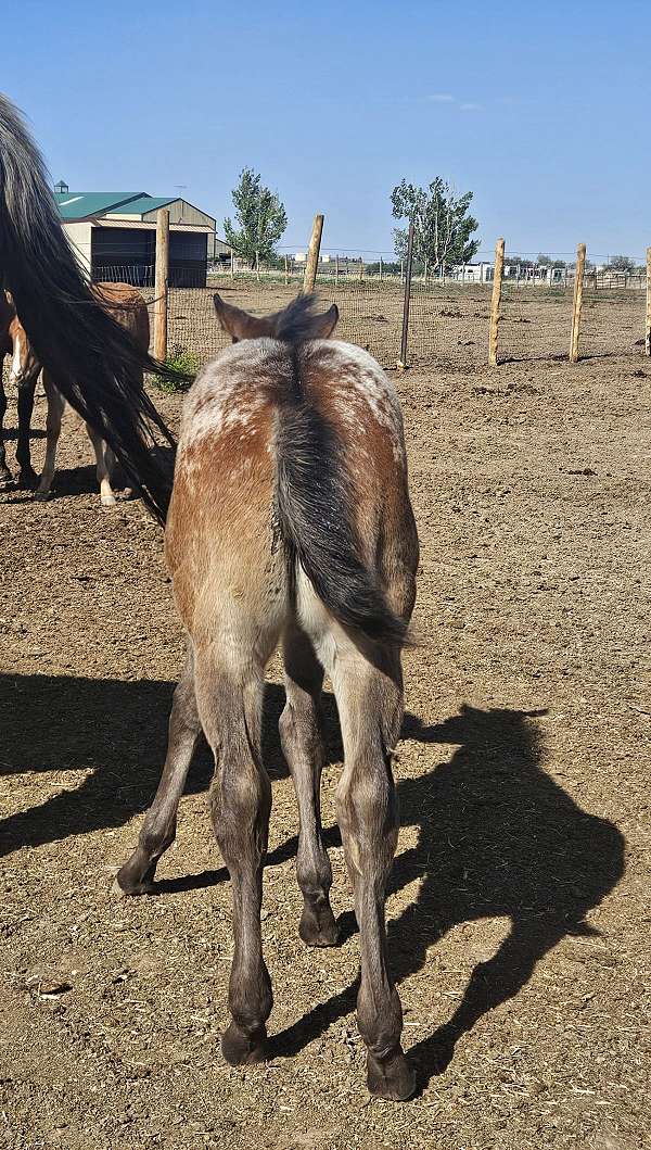 athletic-appaloosa-horse
