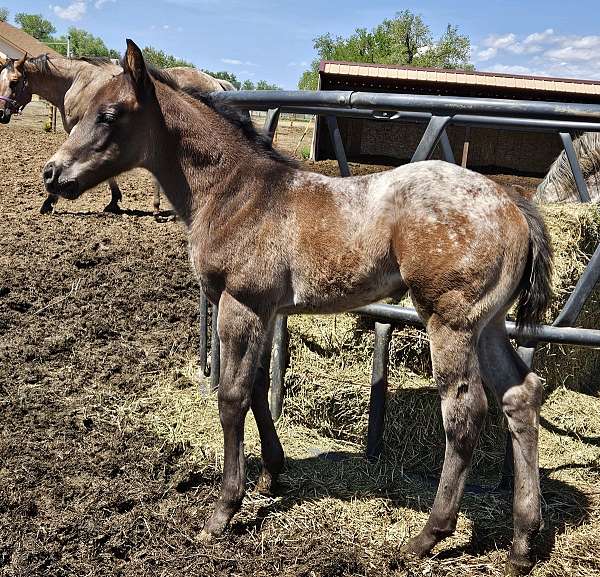 barrel-appaloosa-horse
