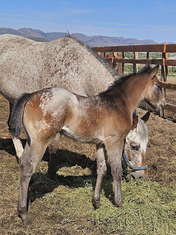 breeding-appaloosa-horse
