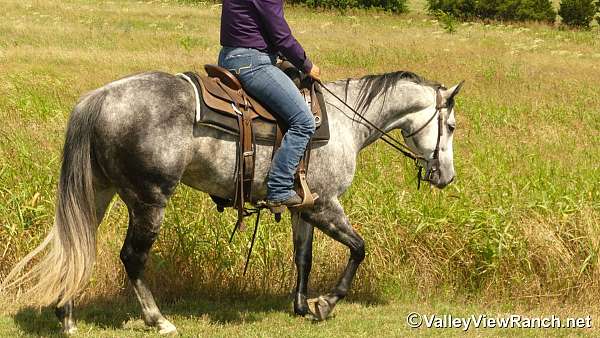 penning-quarter-horse