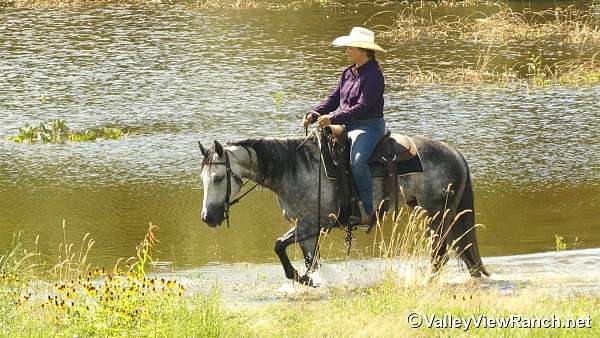 ranch-quarter-horse