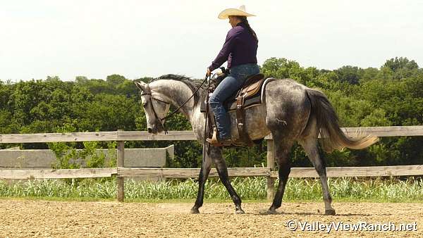 ranch-versatility-quarter-horse