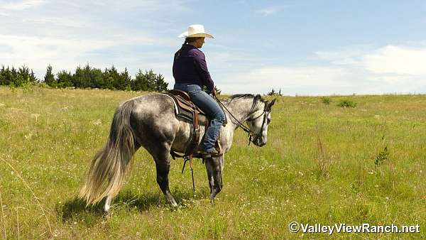 ridden-western-quarter-horse