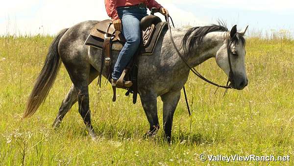 roping-quarter-horse