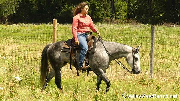 team-penning-quarter-horse