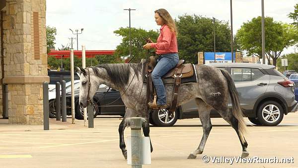trail-quarter-horse