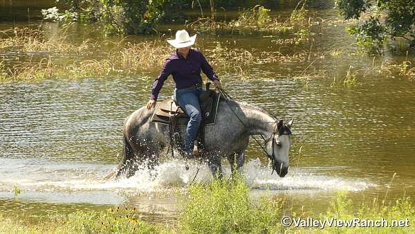 trail-riding-quarter-horse